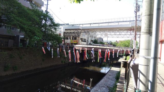 大岡川・こいのぼり